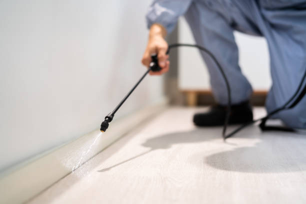 Bed Bug Pre-Treatment Preparation Assessment in Bellevue
